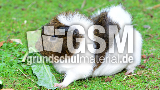 Meerschweinchen (12).jpg